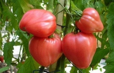 Лучшие детерминантные томаты 2023 года: какие детерминантные сорта томатовлучше купить, как правильно выбрать, фото, характеристики, урожайность,описание сортов - Ортон