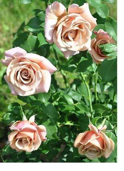 Роза Хейдетраум: особенности и характеристика, посадка и выращивание, отзывы
