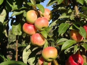 Яблоня яблоня Червонец: отзывы, описание сорта, фото, видео, отзывы,характеристики - Ортон