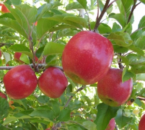 Купить яблоню - Саженцы яблонь в Минске, доставка по Беларуси