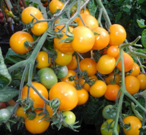Внешний вид и форма помидоров Янтарная гроздь