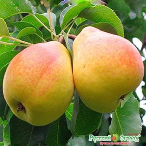 Флейта
