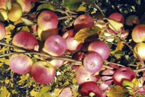 Яблоня яблоня Баргузин: отзывы, описание сорта, фото, видео, отзывы,характеристики - Ортон