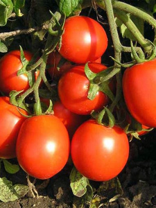 Томат Бугай красный: описание сорта помидоров, характеристики, выращивание, отзывы