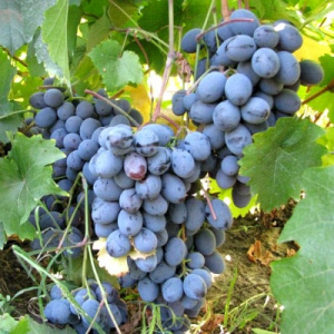 Виноград Натали (Калугин В.М.): описание и характеристики сорта, уход и выращивание, фото, отзывы