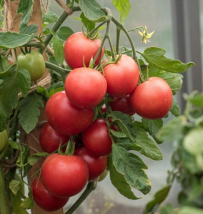 Томат Монисто шоколадное описание сорта помидоров характеристики выращивание и болезни | Лучшие сорта помидоров