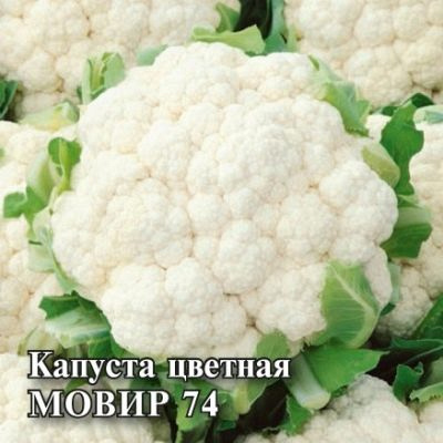 Сорта цветной капусты для Московской области названия, фото, описание