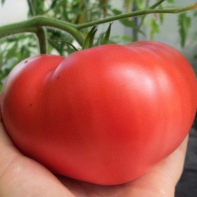 Устойчивость сорта томата Большое сердце к погодным условиям