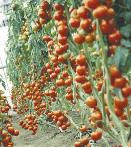 Черные мошки на помидорах: чем обработать в теплице и открытом грунте -Ортон
