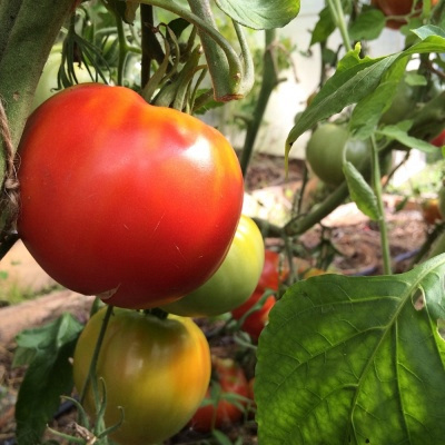 Томат Изабель: описание сорта помидоров, характеристики. Особенности посадки и выращивания, болезни и вредители, достоинства и недостатки, отзывы