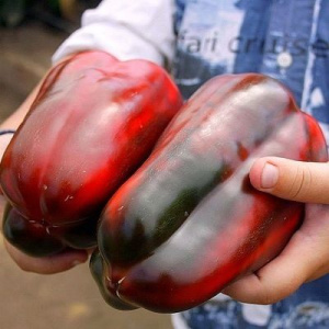 Маршал Жуков