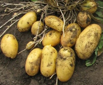 Какой сорт картофеля лучше для пюре и 43 самых вкусных и урожайных сорта картофеля с описанием в таблицах по регионам
