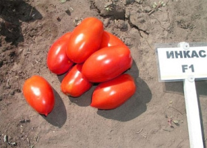Томат Пальмира описание сорта помидоров характеристики выращивание | Сад и огород