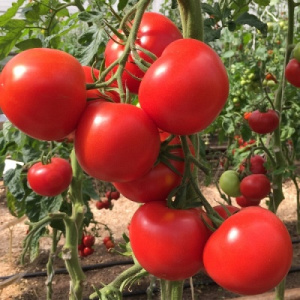 Характеристики сорта помидоров Томат Малинка