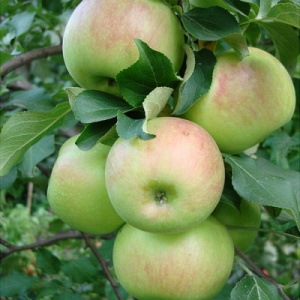 Яблоня яблоня Арбат: отзывы, описание сорта, фото, видео, отзывы,характеристики - Ортон