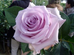 Выращивание и уход за розой Мирато