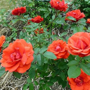 Роза Аллилуйя особенности и характеристика сорта правила посадки выращивания и ухода отзывы