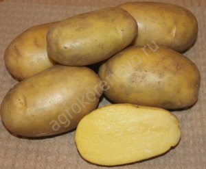 Выращивание картофеля: лучшие сорта, технология, особенности, советы поуходу - Ортон