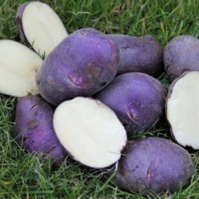 сорт картофеля голубой дунай