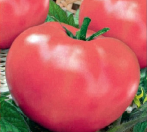Томат Матрешка: описание сорта помидоров, характеристики, посадка и выращивание, болезни и вредители, отзывы