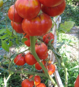 Подкормка томатов содой: в теплице и открытом грунте - Ортон