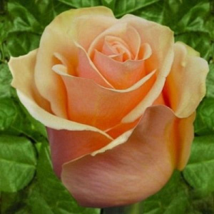 Роза Царица Севера: особенности сорта, правила посадки и ухода, отзывы