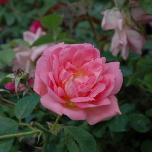 Роза Николас: особенности и характеристика сорта, правила посадки, выращивания и ухода, отзывы