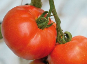 Томат Комнатный сюрприз описание сорта помидоров характеристики посадка и выращивание болезни и вредители