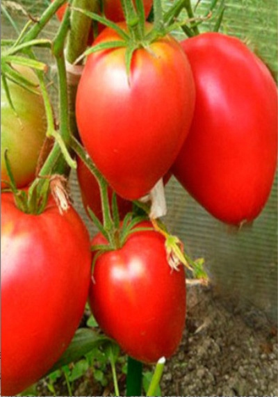 Описание внешнего вида сорта томата Есения