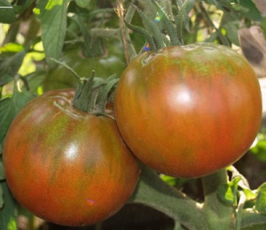 Японский краб: описание сорта томата, характеристики и выращивание. Болезни, вредители и отзывы
